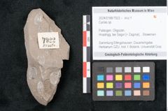 Foto (Objekt + Etikett) von Cyclas sp. (NHMW-GEO-2024-0188-7922)
